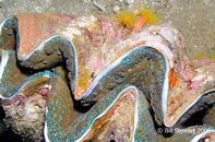 Anilao Twin Rocks Giant Clam Medium Web view.jpg