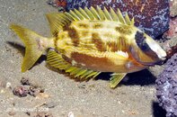 Anilao Twin Rocks Rabbitfish Medium Web view.jpg