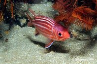 Anilao Twin Rocks Redcoat Squirrelfish Sargocentrum rubrum Medium Web view.jpg