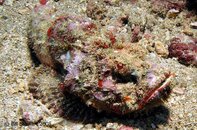 Anilao Twin Rocks Scorpionfish Medium Web view.jpg