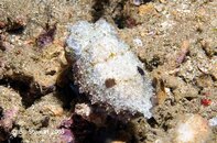 Anilao Twin Rocks Stumpy-spined Cuttlefish Sepia bandensis Medium Web view.jpg