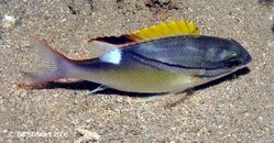 Anilao Twin Rocks Unidentified fish2 Medium Web view.jpg