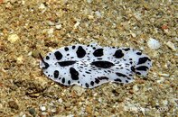 Anilao Twin Rocks Unidentified flatworm Medium Web view.jpg