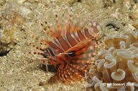 Anilao Twin Rocks Zebra Lionfish Medium Web view.jpg