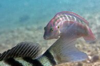 IMG_9517wa.jpg