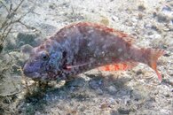 IMG_9535wa.jpg