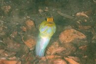 IMG_9941a.jpg