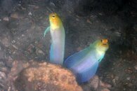 IMG_9963b.jpg
