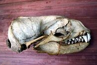 seal_Skull.jpg