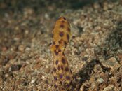 blue ringed octopus.jpg