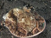 coconut octopus in his shell.jpg