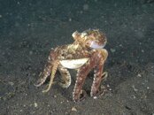 coconut octopus walks with shell.jpg