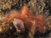 orangutan crab1.jpg