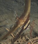 zebra batfish1.jpg