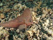 cockatoowaspfish.jpg