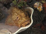 stonefish on a halfshell.jpg
