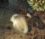 pygmy cuttlefish.jpg