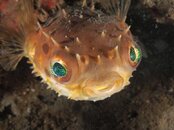 burrfishclose.jpg