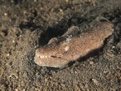 crocodile fish with friend.jpg