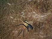 banggai cardinalfish.jpg