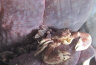 porcelain crab1.jpg