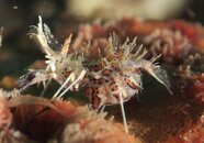 tiger shrimp.jpg