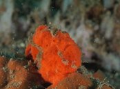 orangepaintedfrogfish2.jpg