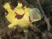 yawning frogfish.jpg