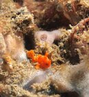 baby painted frogfish cropped.jpg
