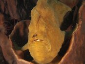 giant yellowish.jpg