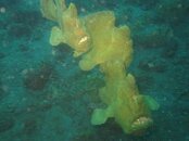 frogfish swimming.jpg