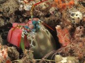 mantis peacock with eggs.jpg