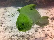 green-eel-5.jpg