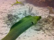 green-eel-4.jpg