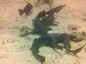 nurse-sharks-2.jpg