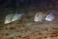 IMG_1279wa.jpg