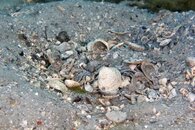 IMG_1050wa.jpg