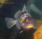 CopperRockfish_1133023.jpg