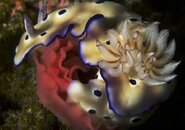 Nudibranch laying eggs.jpg