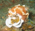 nudi with eggs cropped.jpg