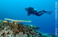 scuba-diver-swims-over-coral-reef.jpg