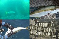 DDDB 523 yellowtail sm.jpg