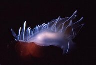 Nudibranch.jpg