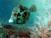filefish1.jpg