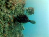 filefish2.jpg