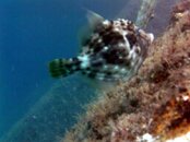 filefish3.jpg