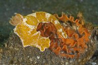 Lembeh-2769.jpg