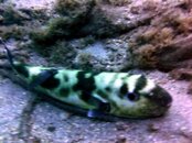 weirdfishpuffer2.jpg