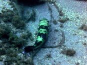 weirdfishpuffer.jpg