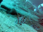 hogfish.jpg